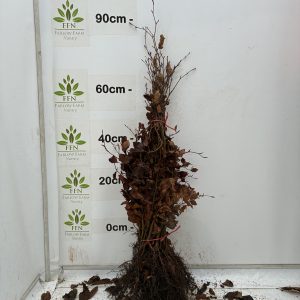 60-90cms BR