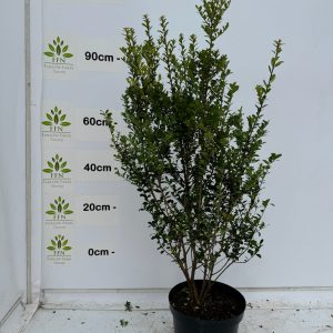 40-60cms 10L