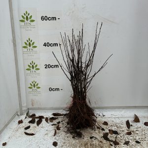 Malus Sylvestris (Crab Apple) (Bundle of 25)