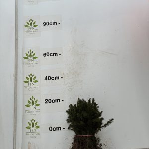 Picea Abies (Norway Spruce) (Bundle of 25)