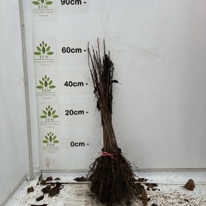 Prunus Avium (Wild Cherry) (Bundle of 25)