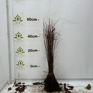 Prunus Spinosa (Blackthorn) (Bundle of 25)