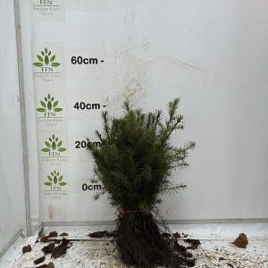 Pseudotsuga Menziesii (Douglas Fir) (Bundle of 25)
