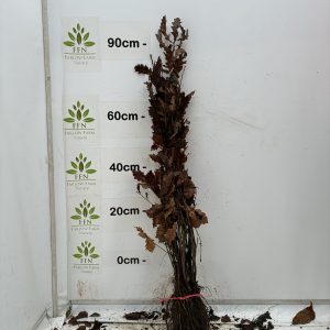 Quercus Petraea (Sessile Oak) (Bundle of 25)