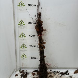 Quercus Robur (English Oak) (Bundle of 25)