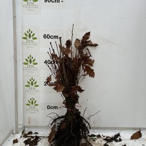 40-60cms BR