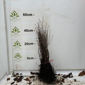 Rhamnus Cathartica (Buckthorn) (Bundle of 25)