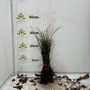 Rose Canina (Dog Rose) (Bundle of 25)