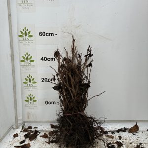 Rose Rugosa (Field Rose) (Bundle of 25)