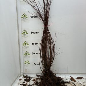 Salix Alba (White Willow) (Bundle of 25)