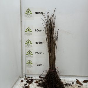 Sambucus Nigra (Elder) (Bundle of 25)