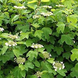 Viburnum Opulus (Guelder Rose) (Bundle of 25)