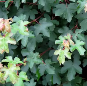 Acer Campestre (Field Maple)