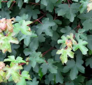 Acer Campestre (Field Maple)