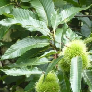 Castanea Sativa (Sweet Chestnut)