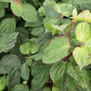 Cornus Sanguinea (Common Dogwood) (Bundle of 25)