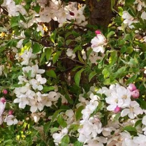 Malus Sylvestris (Crab Apple)