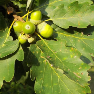 Quercus Petraea (Sessile Oak) (Bundle of 25)