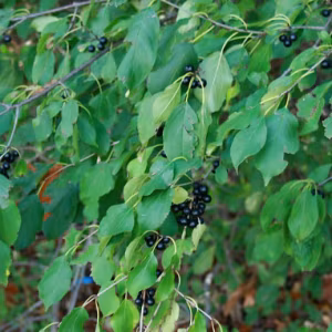 Rhamnus Cathartica (Buckthorn) (Bundle of 25)