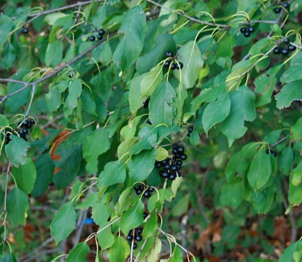 Rhamnus Cathartica (Buckthorn) (Bundle of 25)