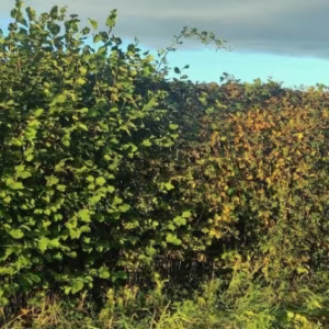 'BN11 Grant Compliant' Local Mixed Native Hedging (Bundle of 100)
