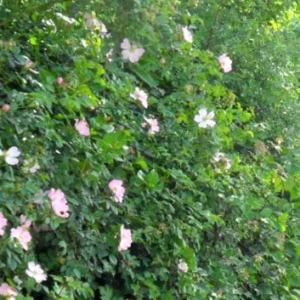 Rose Canina (Dog Rose) (Bundle of 25)