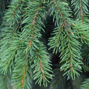 Picea Abies (Norway Spruce) (Bundle of 25)