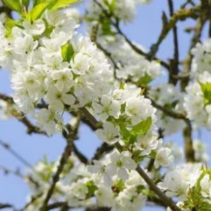 Prunus Avium (Wild Cherry)