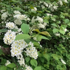 Prunus Padus (Bird Cherry) (Bundle of 25)