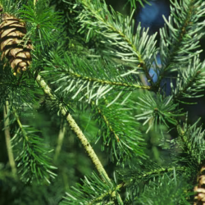 Pseudotsuga Menziesii (Douglas Fir) (Bundle of 25)