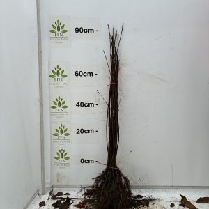 Sorbus Aucuparia (Mountain Ash/Rowan) (Bundle of 25)