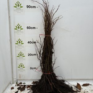 60-90cms BR