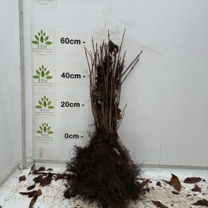 Viburnum Opulus (Guelder Rose) (Bundle of 25)