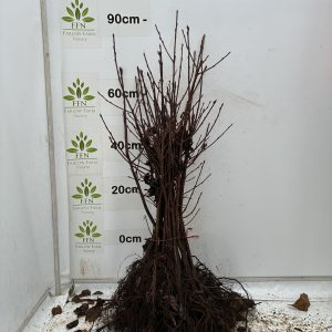 Prunus Padus (Bird Cherry) (Bundle of 25)