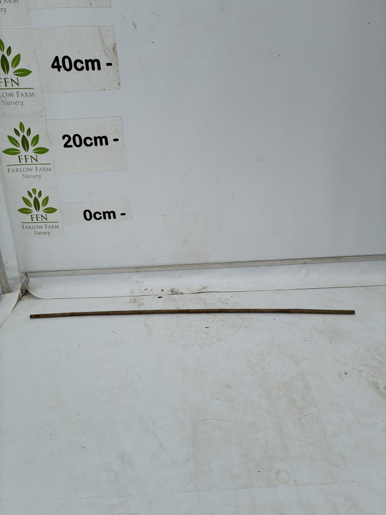 Bamboo Cane 90cm