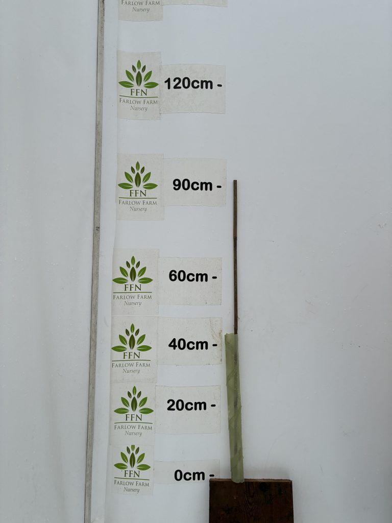 Tree Biodegradable Spiral Guard & Cane (Bundles)