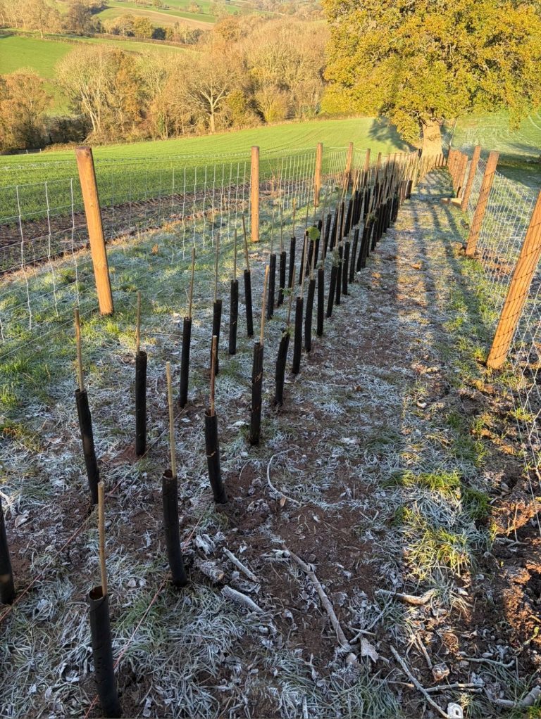 Biodegradable Tree Guards