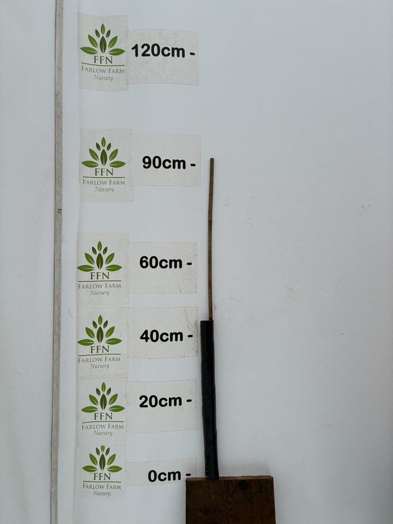 Tree Spiral Guard & Cane (Bundles)
