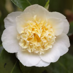Camellia 'Blanc'