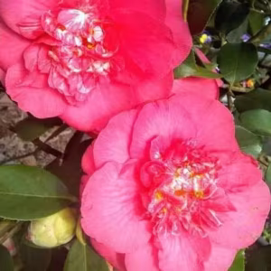 Camellia 'Rouge'
