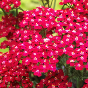 Achillea Millefolium 'Cassis'