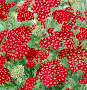 Achillea Millefolium 'Red Velvet'