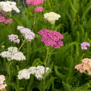 Achillea Millefolium 'Summer Pastels'