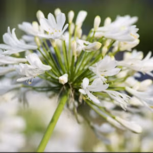 Agapanthus 'Polar Ice'