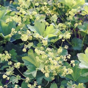 Alchemilla Mollis 'Robustica'