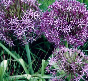 Allium 'Christophii'