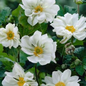 Anemone Hybrida 'Whirlwind'