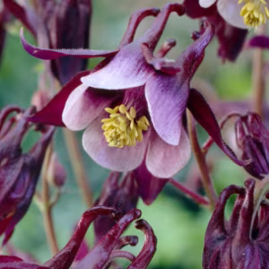 Aquilegia 'William Guiness'