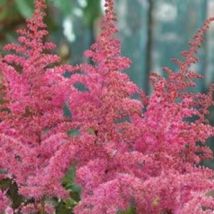 Astilbe Chinensis 'Love and Pride'