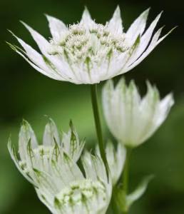 Astranthia Major